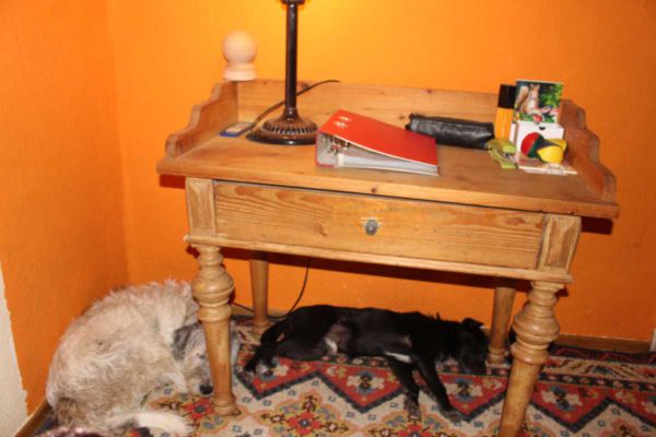 Zwei Hunde schlafen unter einem Geo-Safe-E