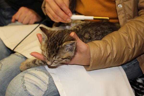 Katze Dorli beruhigt sich jedoch sehr schnell