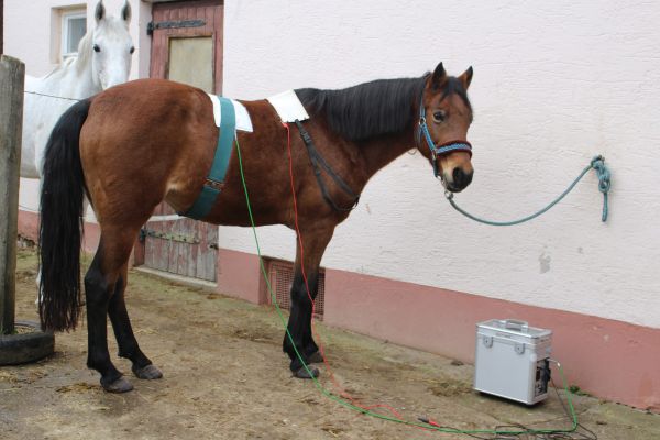 Das Pony ist anfangs sehr aufmerksam, bleibt aber ruhig stehen