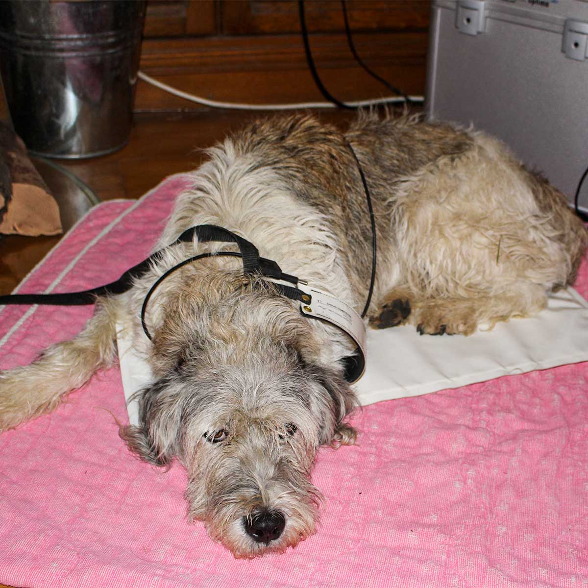 Hund wird mit Bioresonanz behandelt