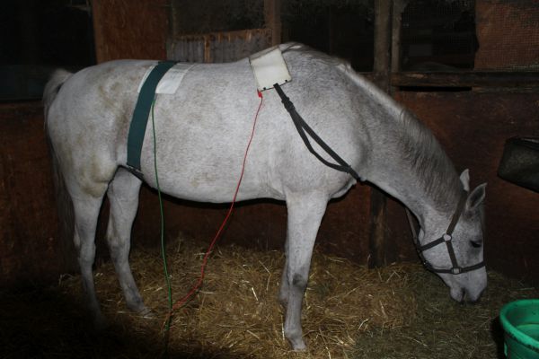 Das Pferd frisst während der Behandlung ruhig weiter