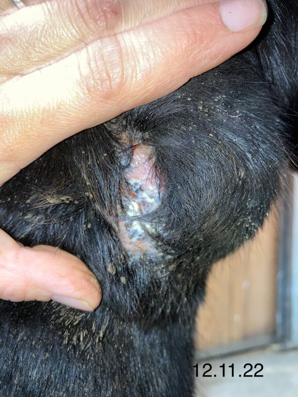 Verlauf während der Bioresonanzbehandlung