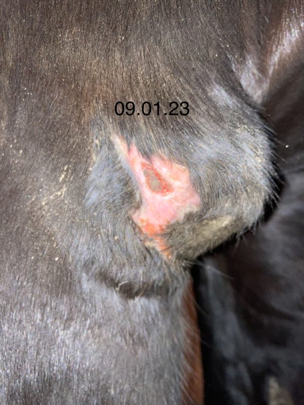 Verlauf während der Bioresonanzbehandlung